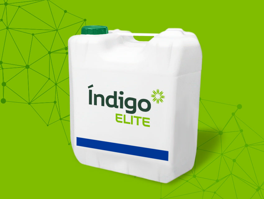 Indigo Elite